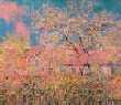 Monet Reproduction - Claude Monet - Printemps at Giverny